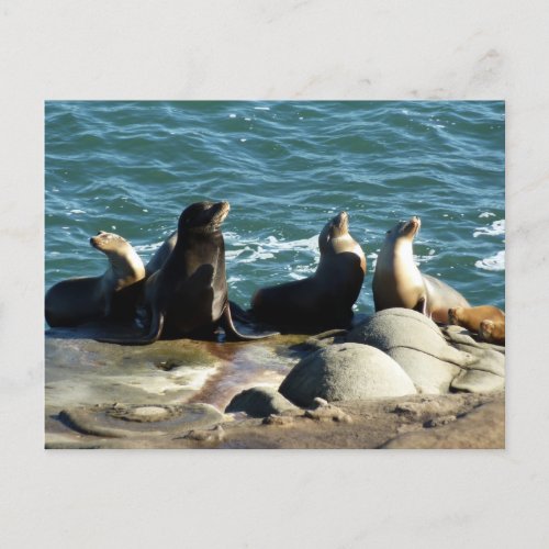 San Diego Sea Lions Postcard