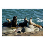 San Diego Sea Lions Poster
