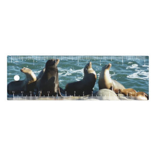 San Diego Sea Lions Ruler