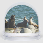 San Diego Sea Lions Snow Globe