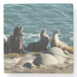 San Diego Sea Lions Stone Coaster