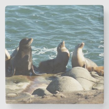 San Diego Sea Lions Stone Coaster by mlewallpapers at Zazzle
