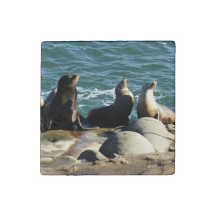 San Diego Sea Lions Stone Magnet