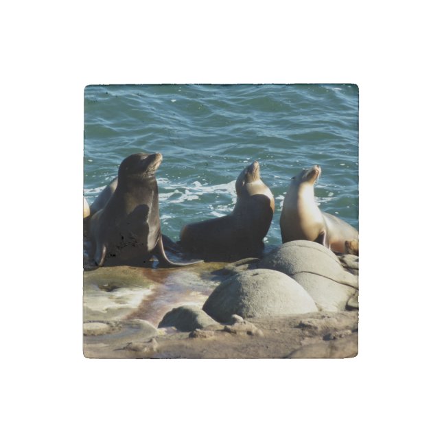San Diego Sea Lions Stone Magnet (Front)