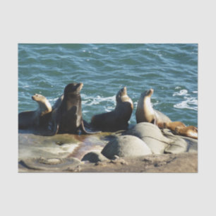 San Diego Sea Lions Tissue Paper
