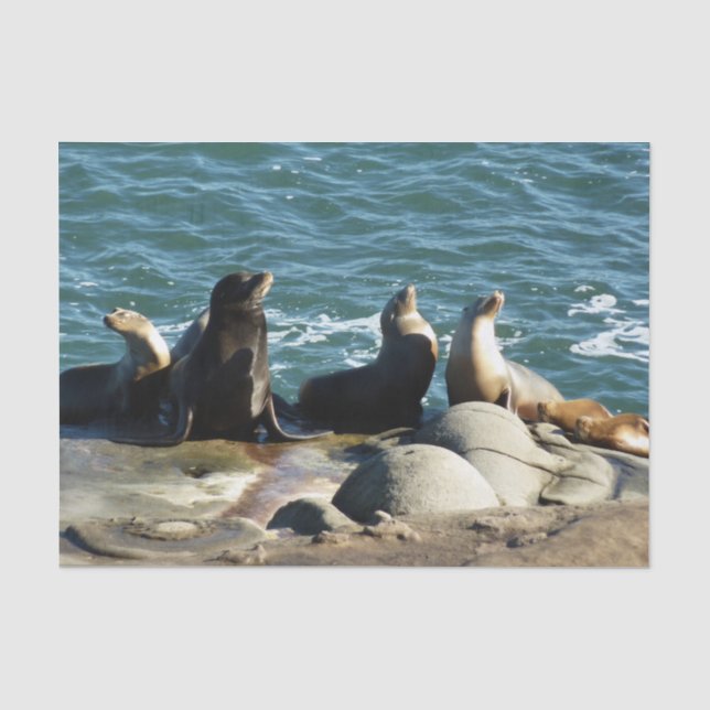 San Diego Sea Lions Tissue Paper (Front)
