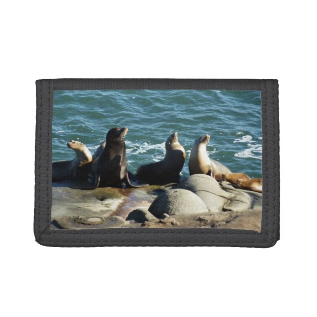 San Diego Sea Lions Trifold Wallet (Front)