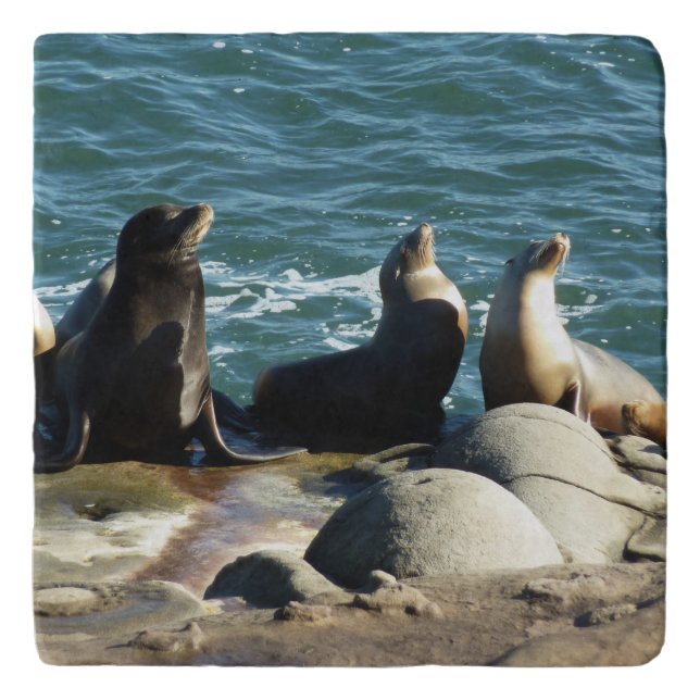 San Diego Sea Lions Trivet (Front)
