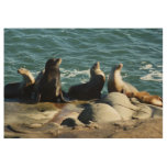 San Diego Sea Lions Wood Poster