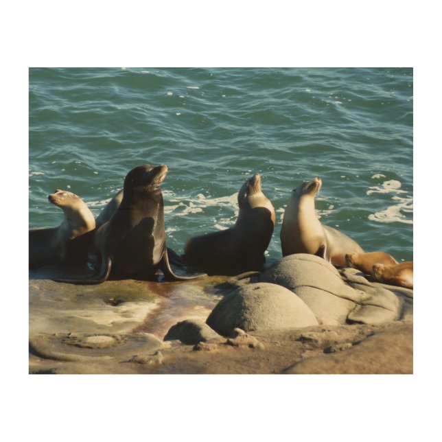 San Diego Sea Lions Wood Wall Art (Front)