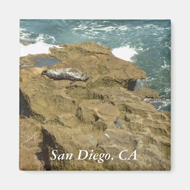 San Diego Sunbathing Seal Magnet (Front)