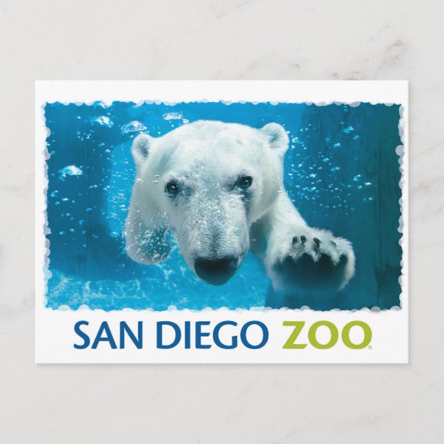 San Diego Zoo Polar Bear Postcard (Front)