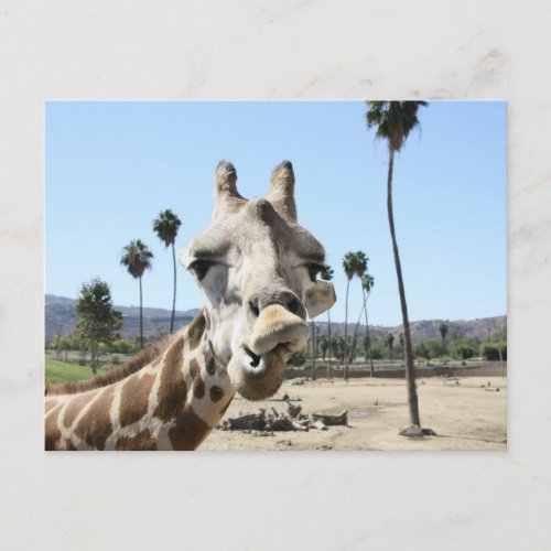 San Diego zoo Postcard