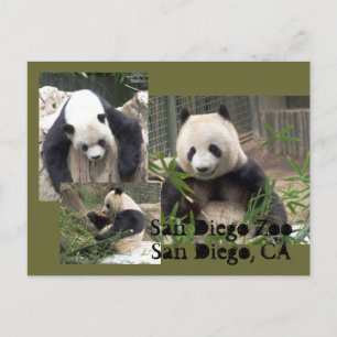 San Diego Zoo Postcard