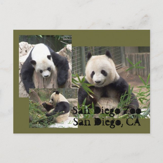 San Diego Zoo Postcard (Front)