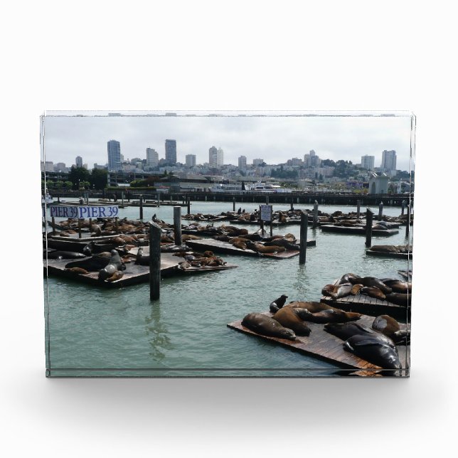 San Francisco and Pier 39 Sea Lions City Skyline Award (Front)