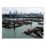 San Francisco and Pier 39 Sea Lions City Skyline Card