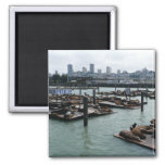San Francisco and Pier 39 Sea Lions City Skyline Magnet