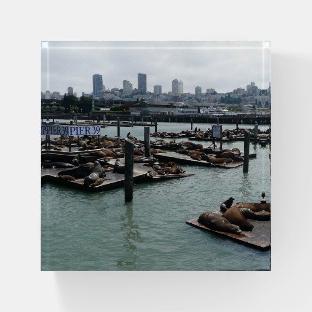 San Francisco and Pier 39 Sea Lions City Skyline Paperweight (Front)