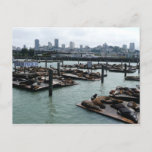 San Francisco and Pier 39 Sea Lions City Skyline Postcard
