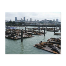 San Francisco and Pier 39 Sea Lions City Skyline