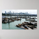 San Francisco and Pier 39 Sea Lions City Skyline Poster