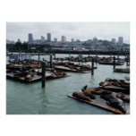 San Francisco and Pier 39 Sea Lions City Skyline Poster