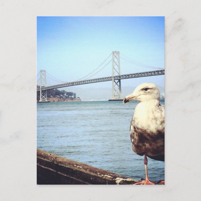 San Francisco Bay Bridge Seagull Postcard (Front)