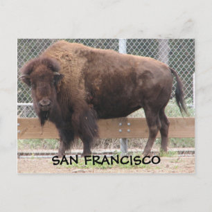 San Francisco Bison Postcard! Postcard