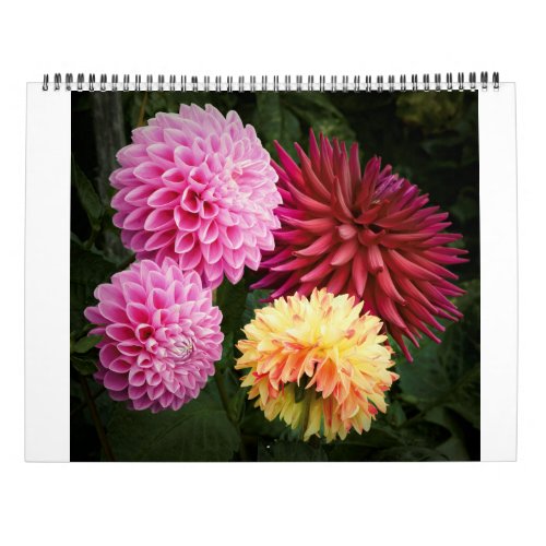 San Francisco Dahlias 2022 Calendar