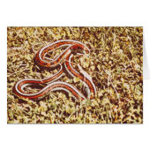San Francisco garter snake (Front Horizontal)