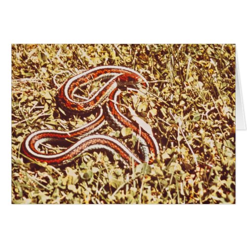 San Francisco garter snake