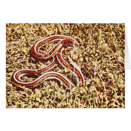San Francisco garter snake Cards (Front Horizontal)