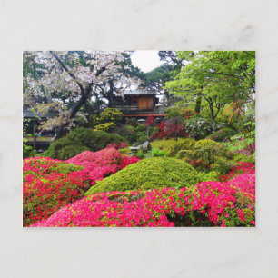 San Francisco Japanese Tea Garden #12 Postcard