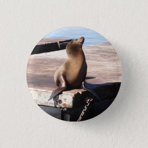San Francisco Pier 39 Sea Lion Pinback Button