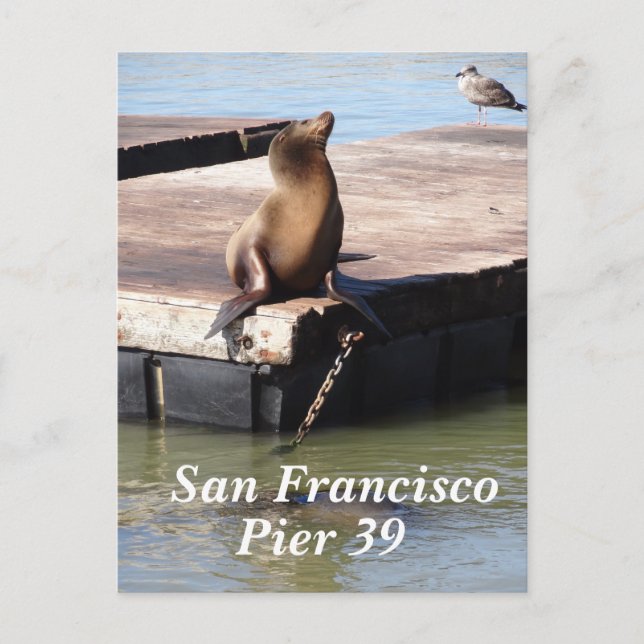 San Francisco Pier 39 Sea Lion Postcard (Front)