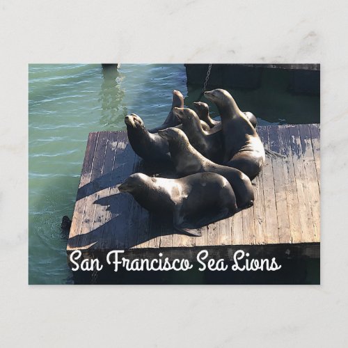 San Francisco Pier 39 Sea Lions 2 Postcard