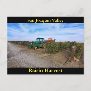 San Joaquin Valley Raisin Harvest Postcard