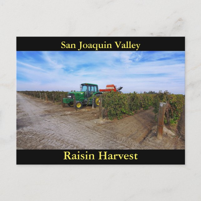 San Joaquin Valley Raisin Harvest Postcard (Front)