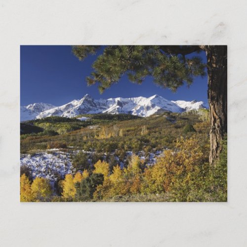 San Juan Mountains and Aspen trees in fallcolor Postcard