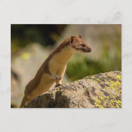 San Juan Mountains Short_Tailed Weasel Postcard