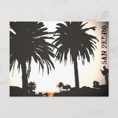 San Pedro Royal Palms Postcard