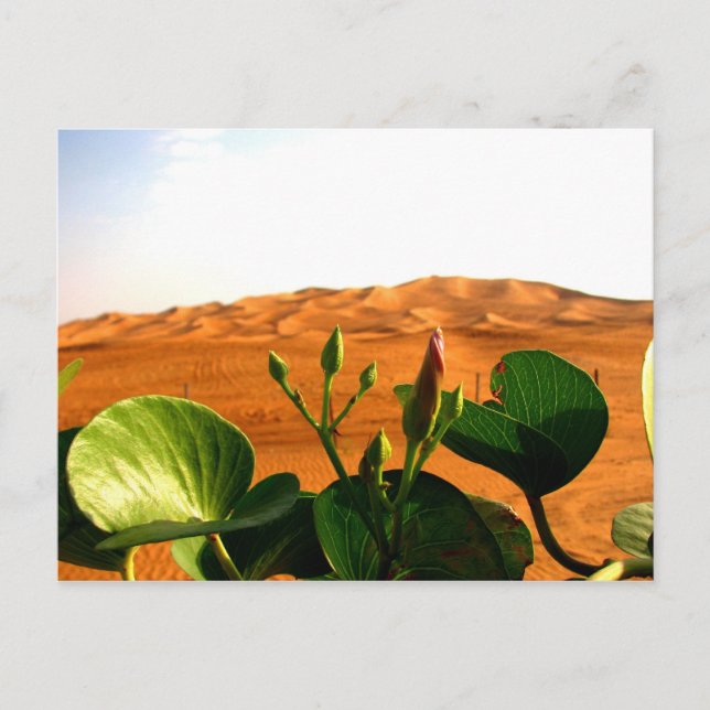 Sand and flowers in Dubai, United Arab Emirates Postcard (Front)