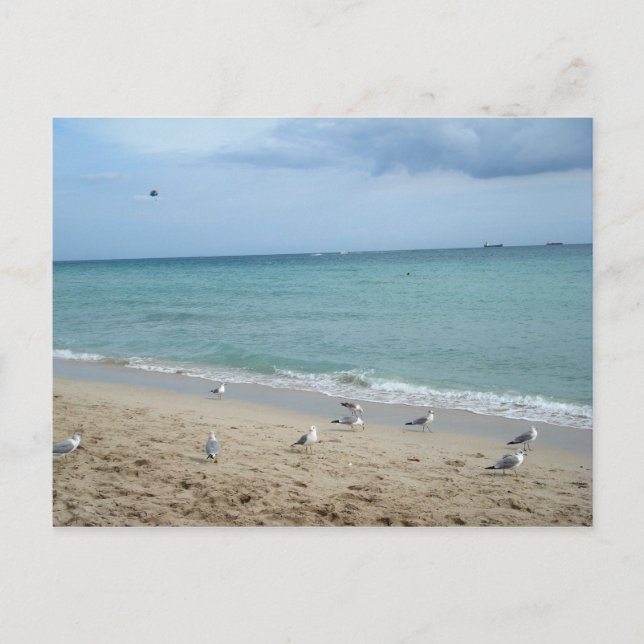 Sand and Seagulls Postcard (Front)