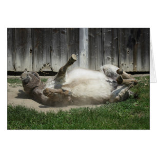 Sand Bathing Donkey Cards