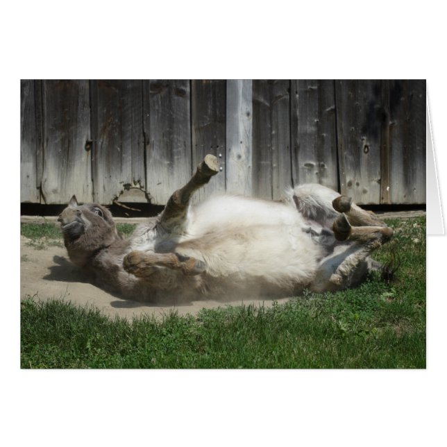 Sand Bathing Donkey Cards (Front Horizontal)