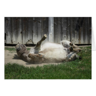 Sand Bathing Donkey Cards