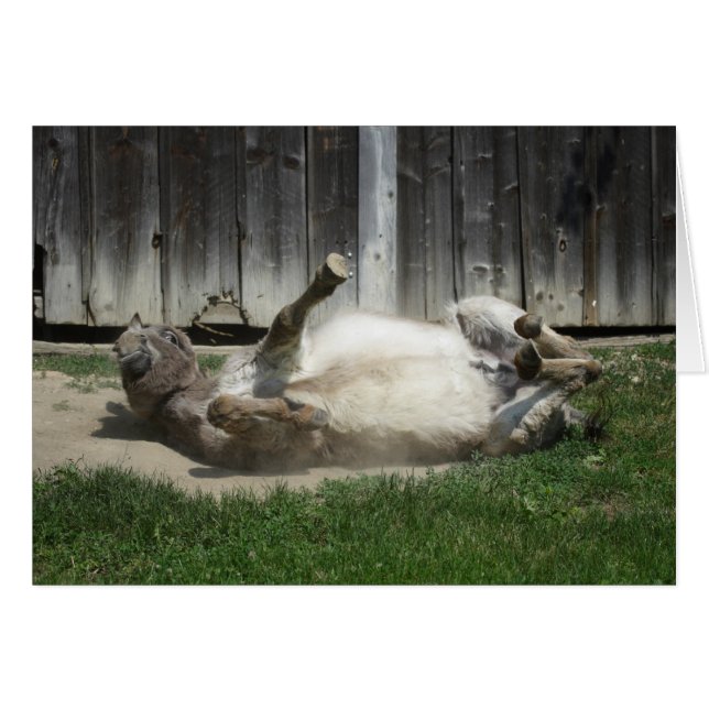 Sand Bathing Donkey Cards (Front Horizontal)