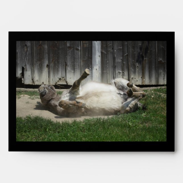 Sand Bathing Donkey Envelope (Front)