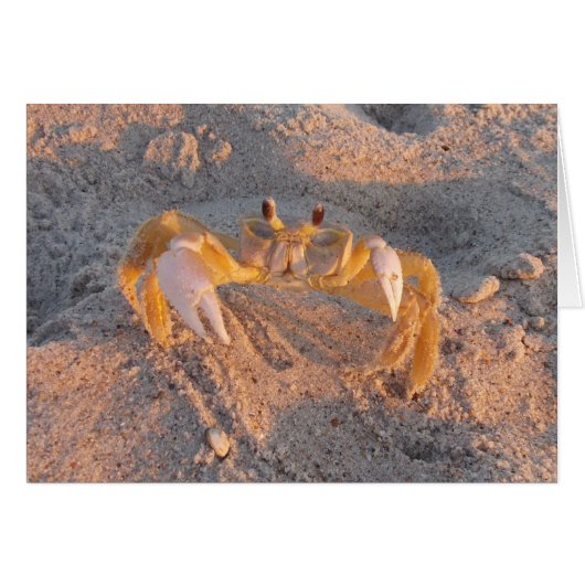 Sand Crab (Front Horizontal)